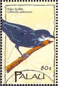 Palau Swiftlet (Collocalia pelewensis)